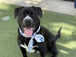 OLLIE Labrador Retriever Dog
