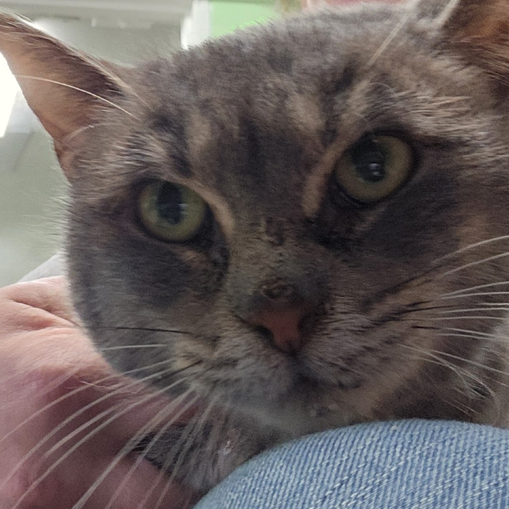 25-041/ Calypso, an adoptable Domestic Short Hair in Tawas City, MI, 48763 | Photo Image 1