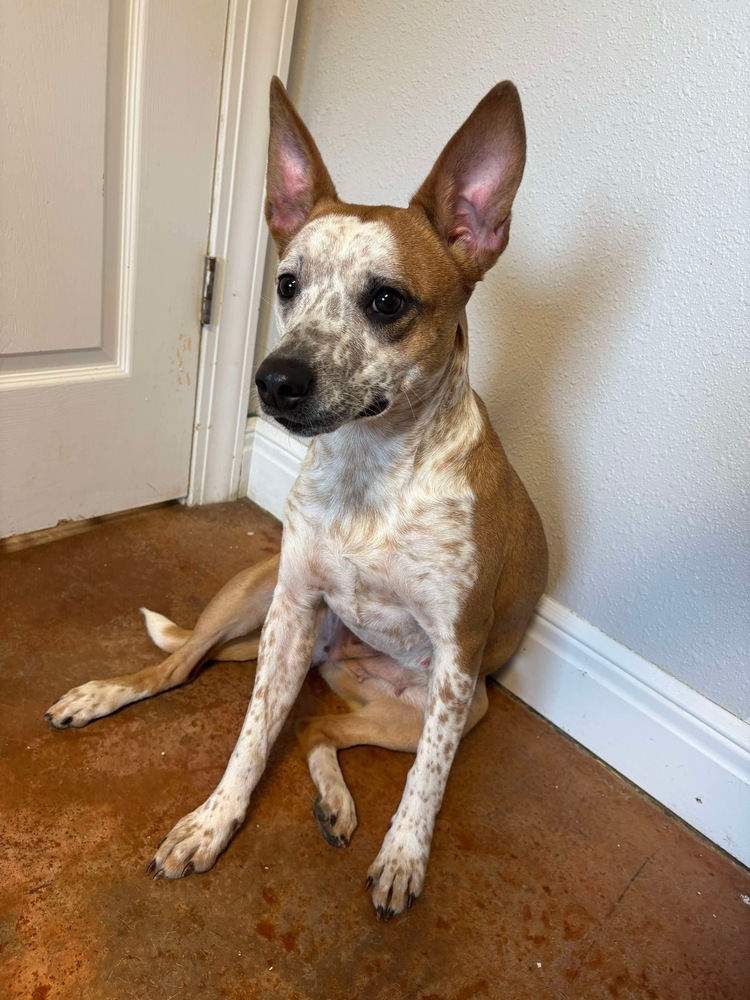 Barklin