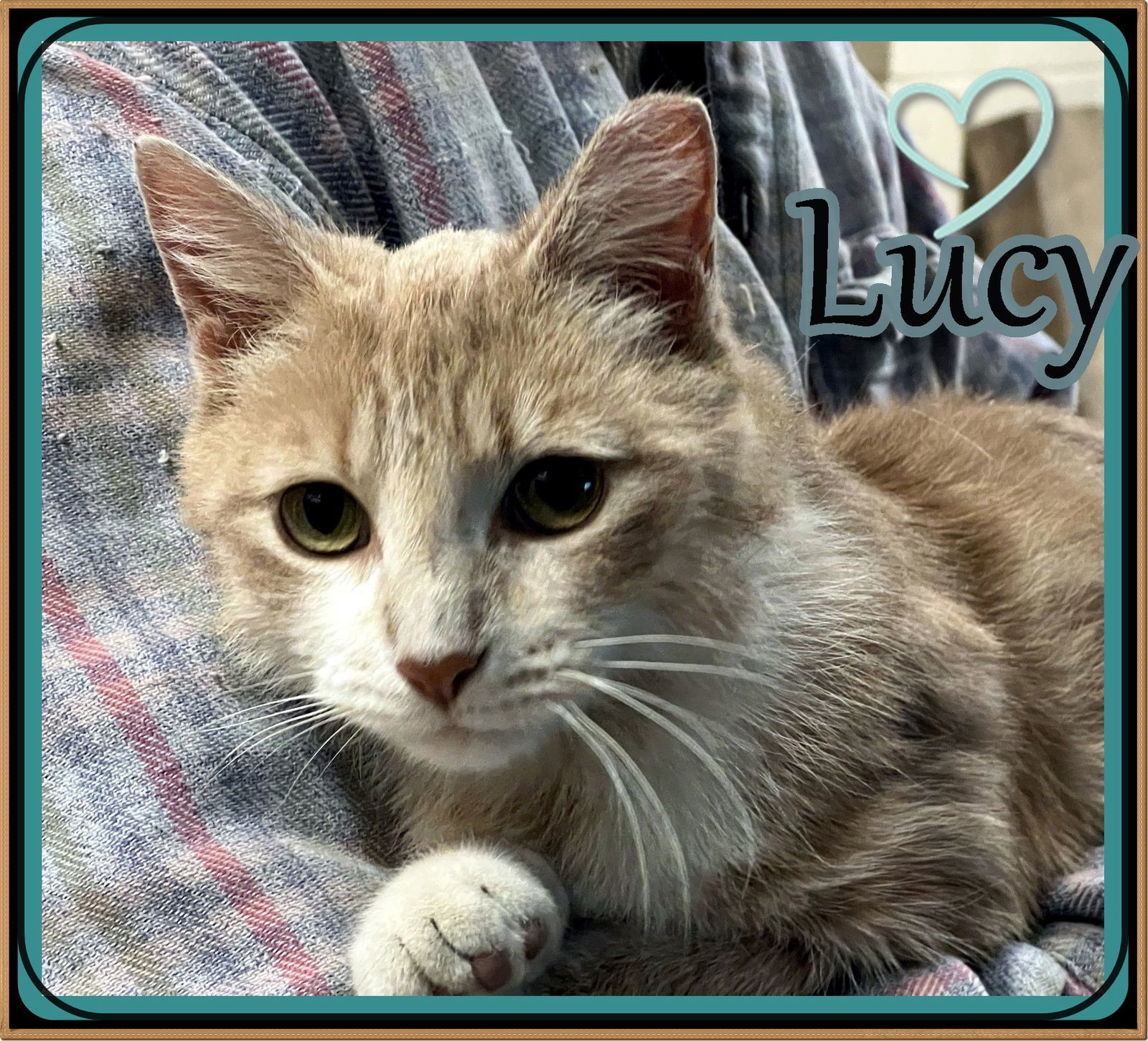 LUCY ADOPTION PENDING