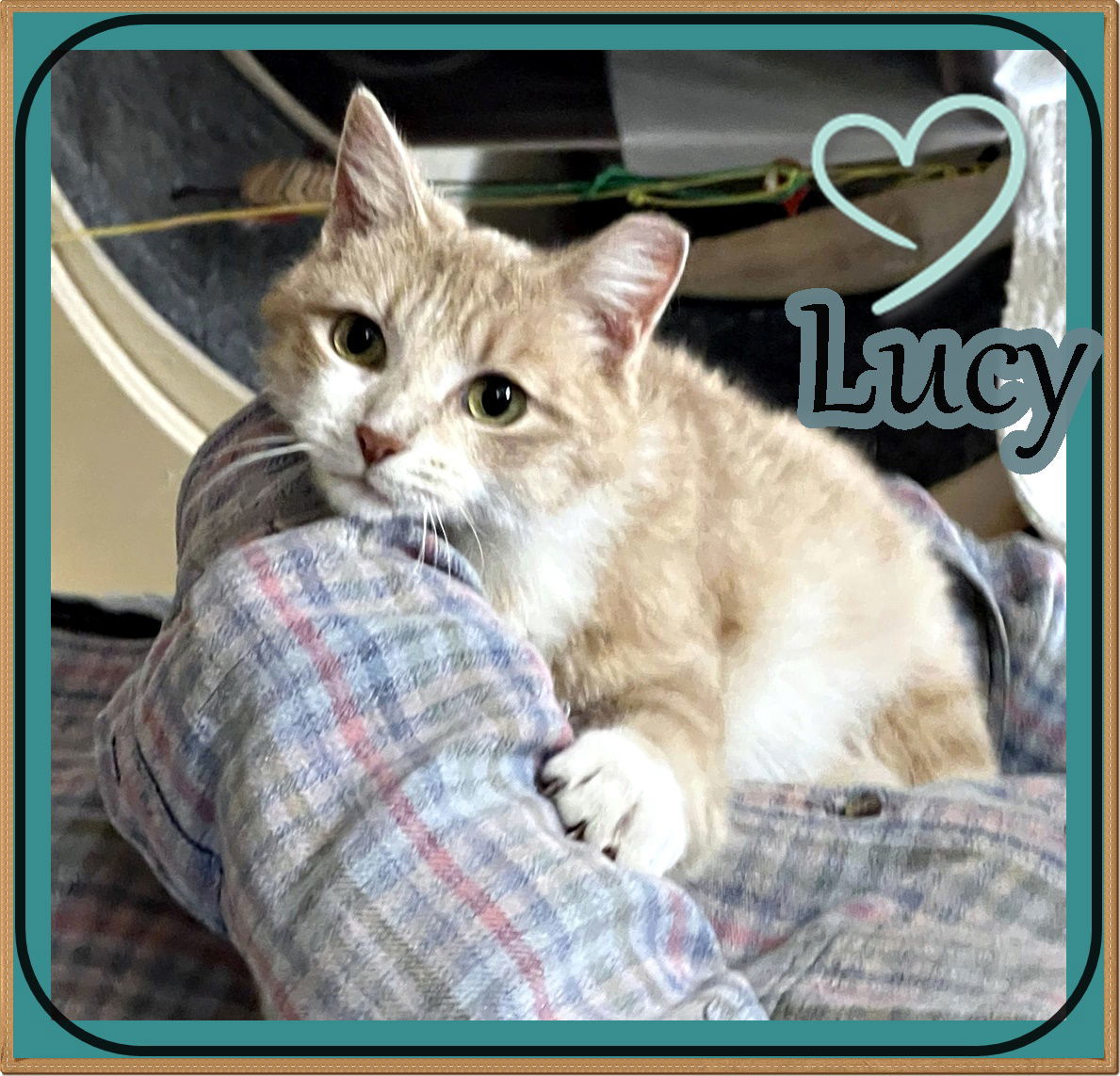 LUCY ADOPTION PENDING