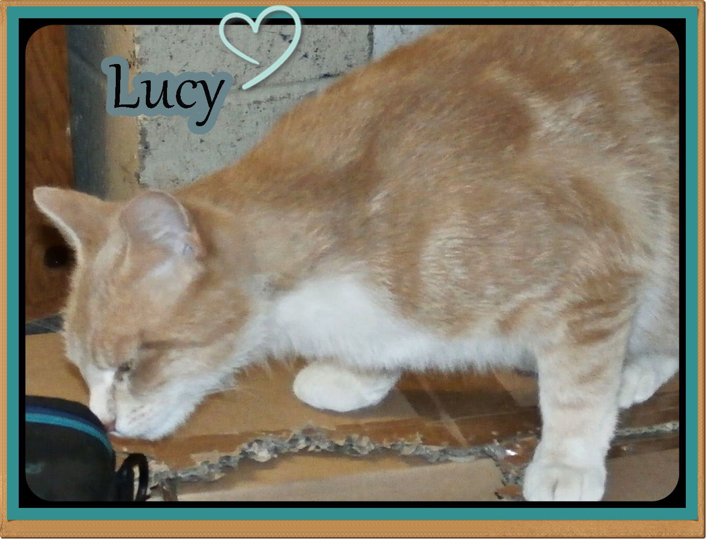 LUCY ADOPTION PENDING
