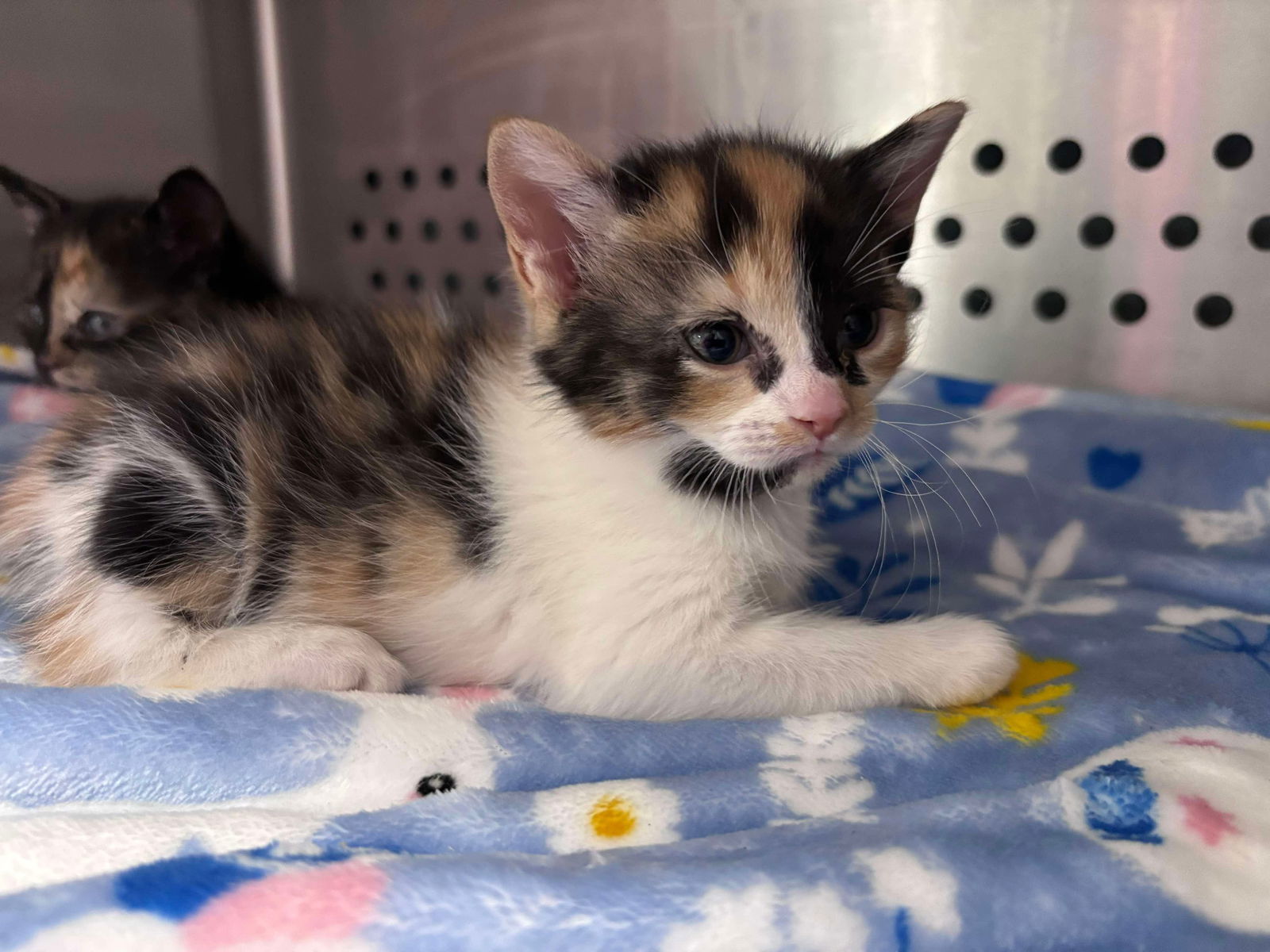 Virginia Gold: Not at shelter (Pat)
