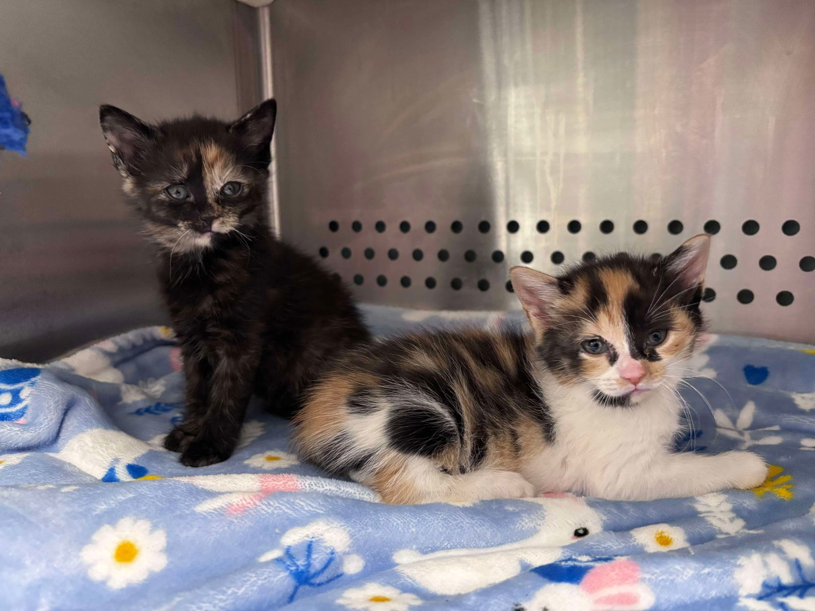 Virginia Gold: Not at shelter (Pat)