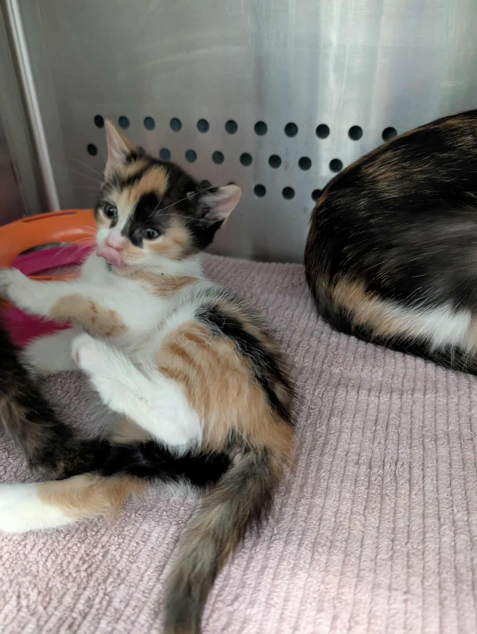 Virginia Gold: Not at shelter (Pat)