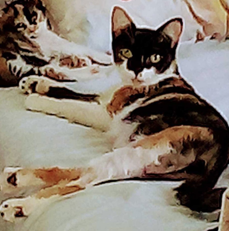 Apple "Mama" Applegate: Not At shelter (Pat)