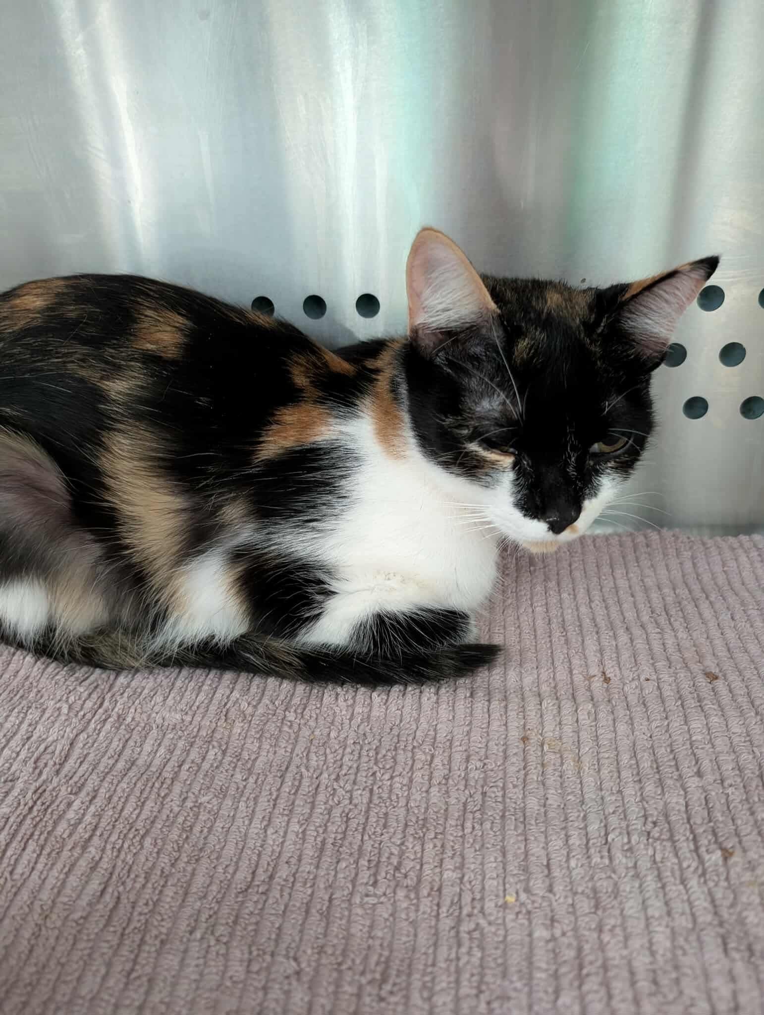 Apple "Mama" Applegate: Not At shelter (Pat)