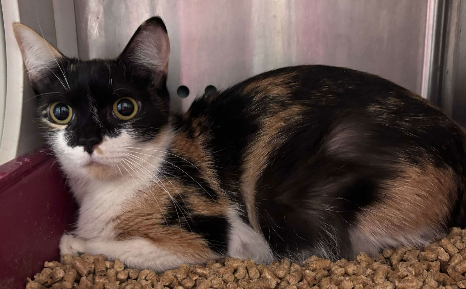 Apple "Mama" Applegate: Not At shelter (Pat)