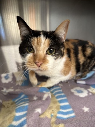 Blair- ADOPTED
