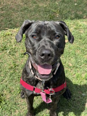 Coco Puddin, Adult Female unknown
