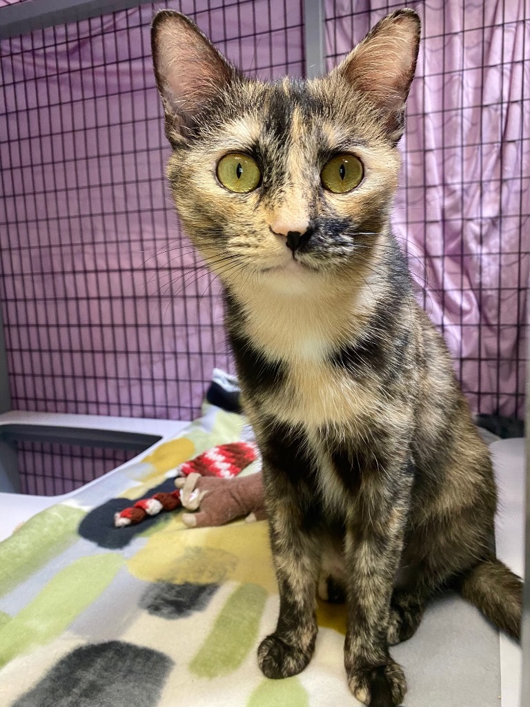 Esme, an adoptable Domestic Short Hair in Grants Pass, OR, 97526 | Photo Image 1