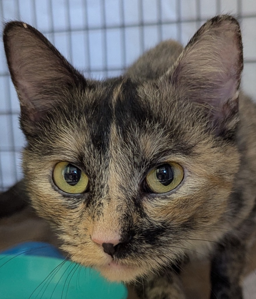 Esme, an adoptable Domestic Short Hair in Grants Pass, OR, 97526 | Photo Image 2