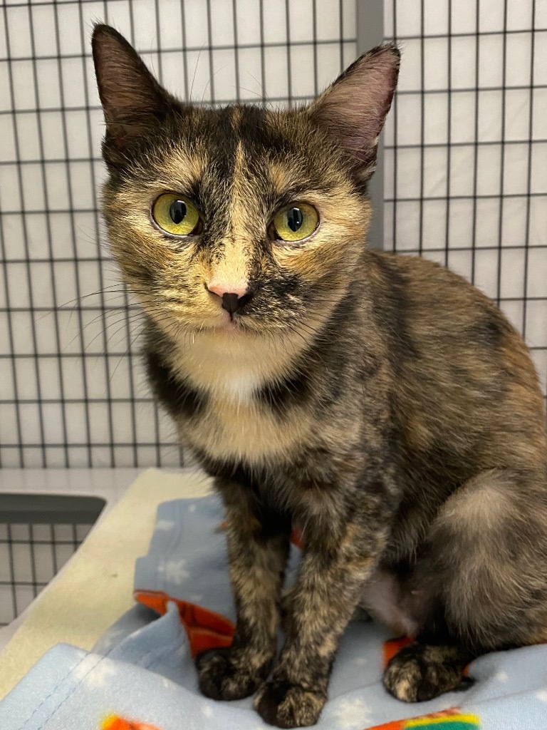 Esme, an adoptable Domestic Short Hair in Grants Pass, OR, 97526 | Photo Image 3