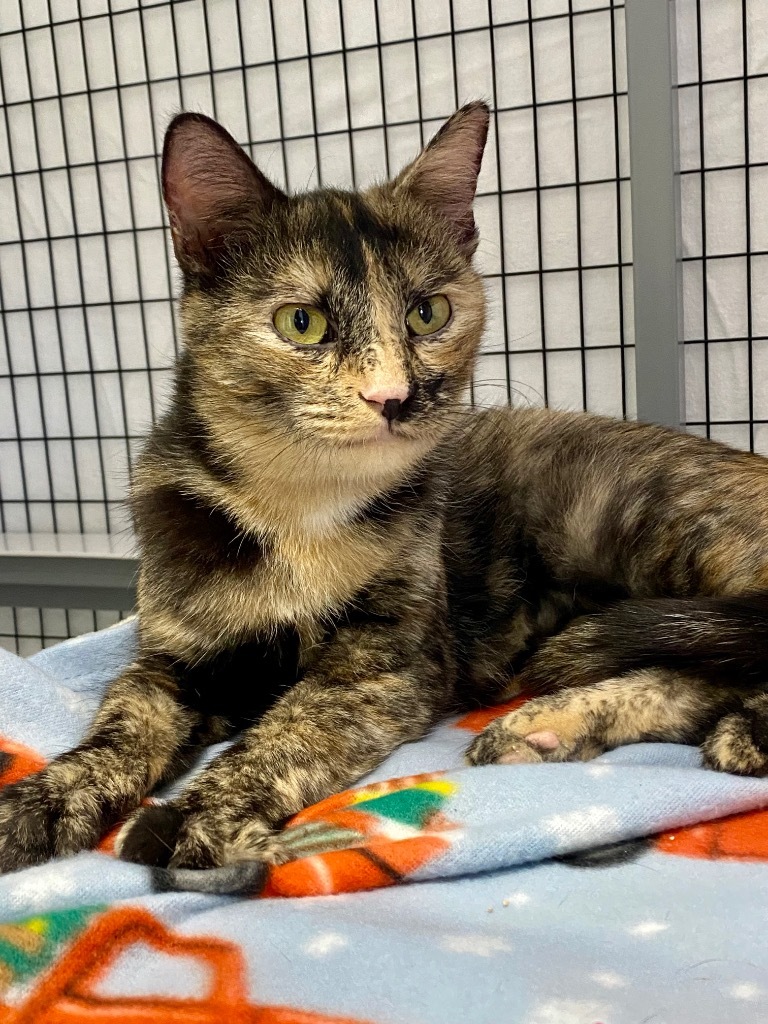 Esme, an adoptable Domestic Short Hair in Grants Pass, OR, 97526 | Photo Image 4