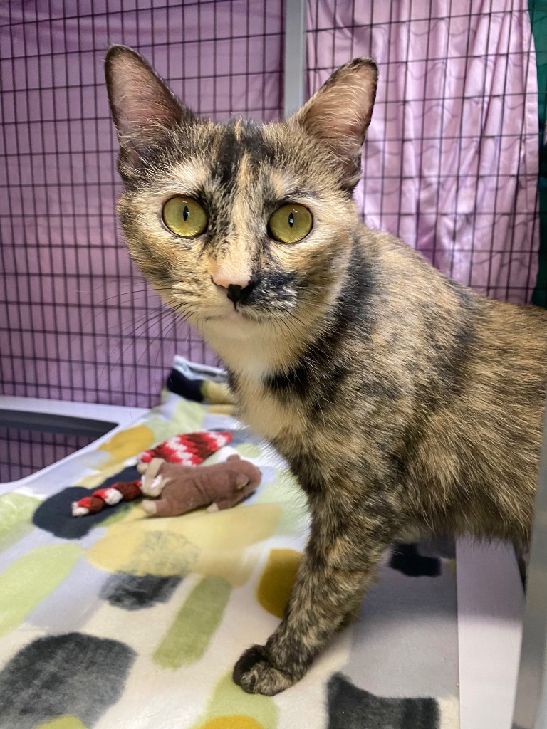Esme, an adoptable Domestic Short Hair in Grants Pass, OR, 97526 | Photo Image 6