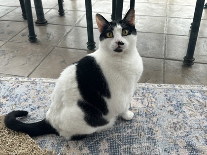 Holstein