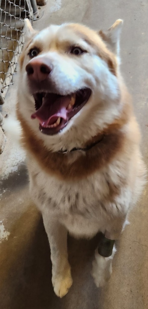 Toby