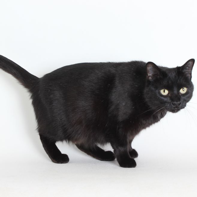 Penelope, an adoptable Domestic Short Hair in Redding, CA, 96099 | Photo Image 1