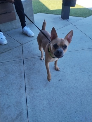 Cooper-ADOPTED