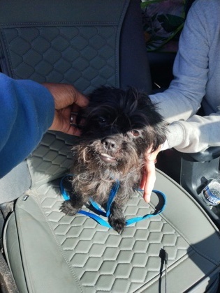Beauty-adopted!