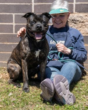 Primrose is looking for a place to bloom Shes a slightly chubby brindle colored pup with a great 