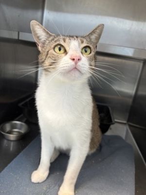 Maggie, Adult Female Domestic Short Hair