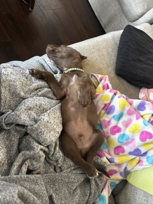 Fawn