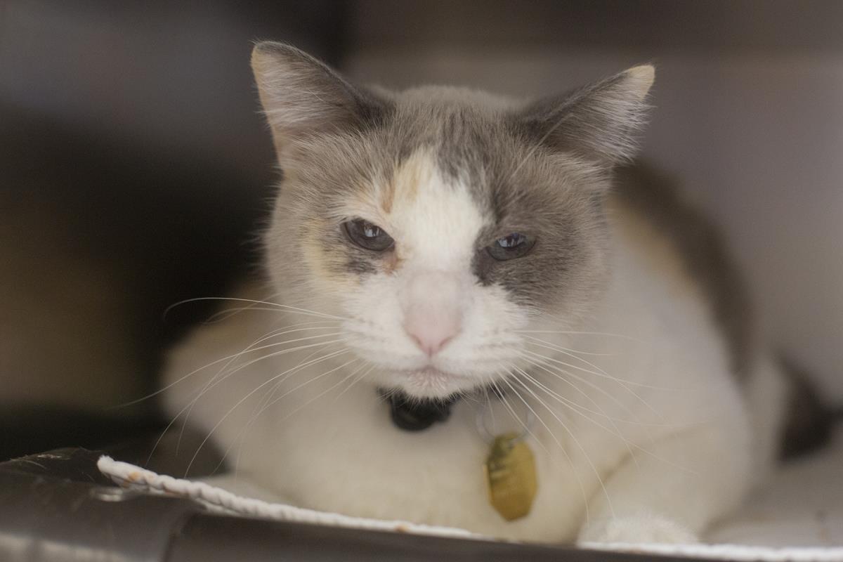 Dory (Mya), an adoptable Snowshoe, Exotic Shorthair in Mountain Home, AR, 72653 | Photo Image 1