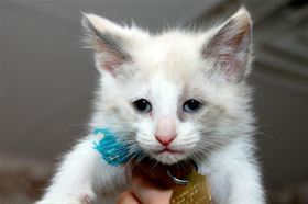 Dory (Mya), an adoptable Snowshoe, Exotic Shorthair in Mountain Home, AR, 72653 | Photo Image 2