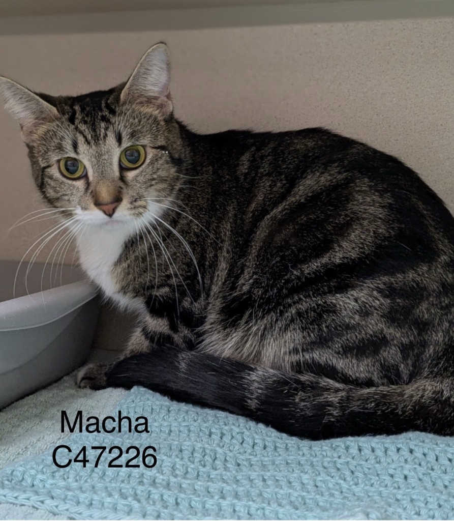 Macha