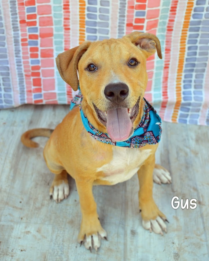 Gus