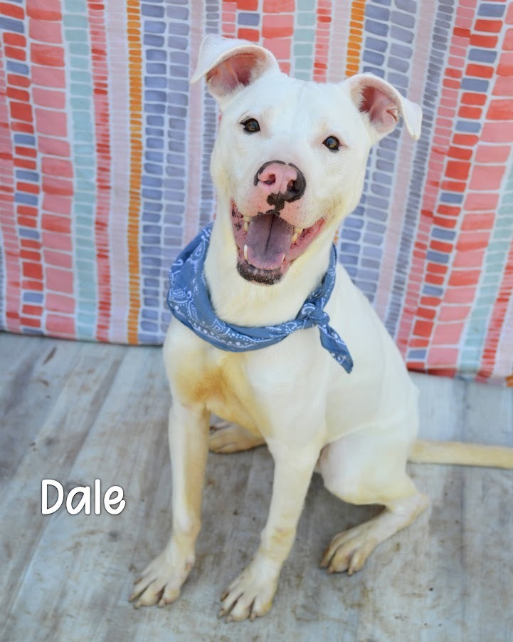 Dale