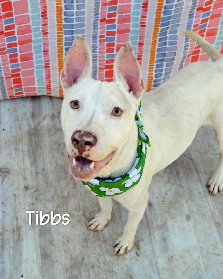 Tibbs