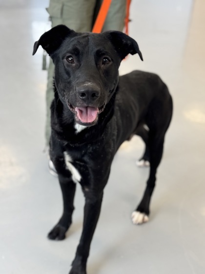 Gordon, an adoptable Labrador Retriever, Mixed Breed in Gwinn, MI, 49841 | Photo Image 1