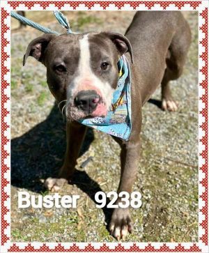 Primary Color Brown Secondary Color White Weight 49lbs Age 3yrs 1mths 4wks Animal has been Neute