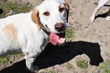 Trinity, an adoptable Retriever, Spaniel in Conway, SC, 29526 | Photo Image 1