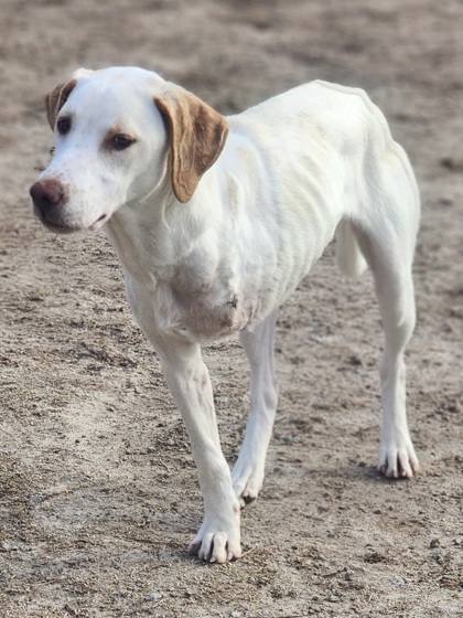 Trinity, an adoptable Retriever, Spaniel in Conway, SC, 29526 | Photo Image 2