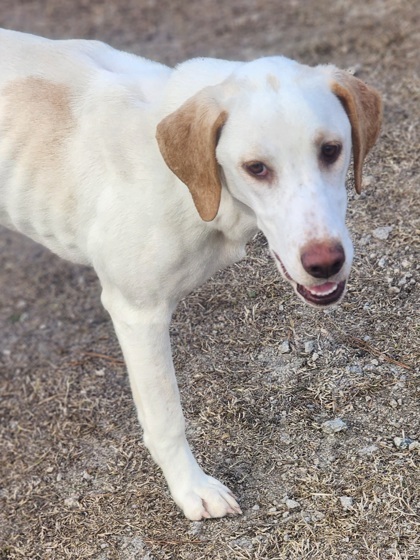 Trinity, an adoptable Retriever, Spaniel in Conway, SC, 29526 | Photo Image 3