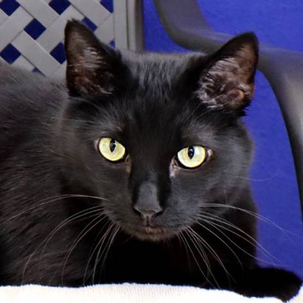 Wally, an adoptable Domestic Short Hair in Midland, TX, 79706 | Photo Image 1