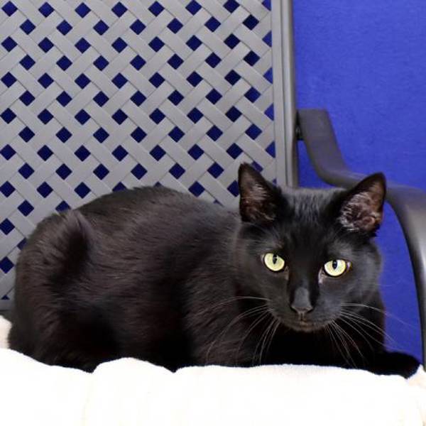 Wally, an adoptable Domestic Short Hair in Midland, TX, 79706 | Photo Image 2