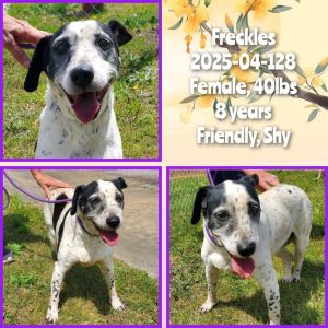 2025-04-128 *Freckles*, Adult Female unknown
