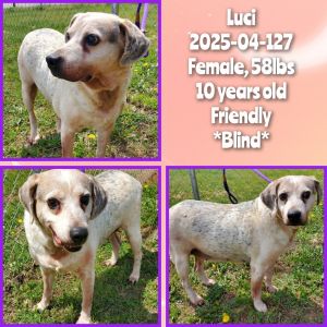 2025-04-127 *Luci*, Senior Female unknown
