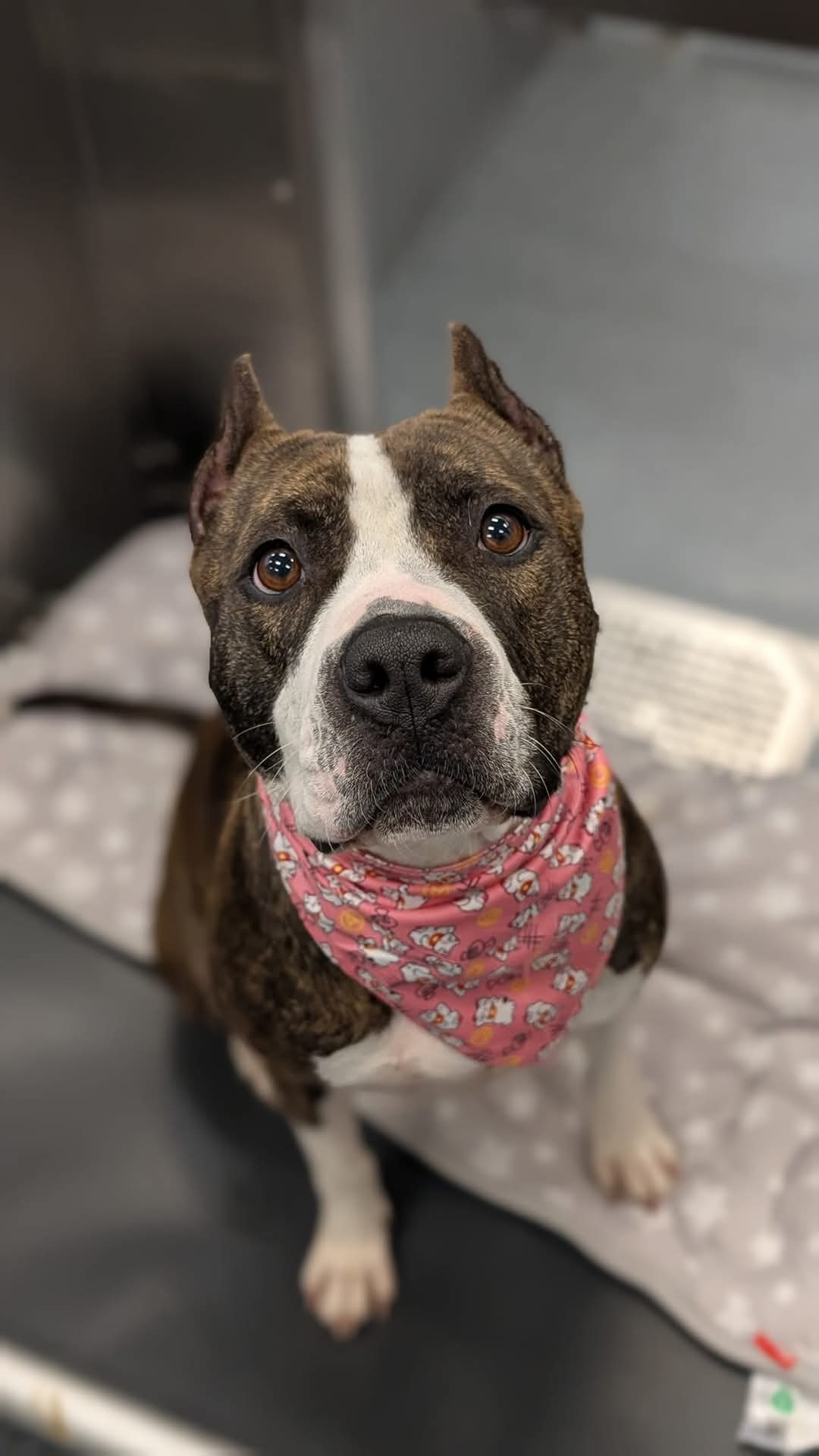 Hazel 2, an adoptable Pit Bull Terrier in Arlee, MT, 59821 | Photo Image 1