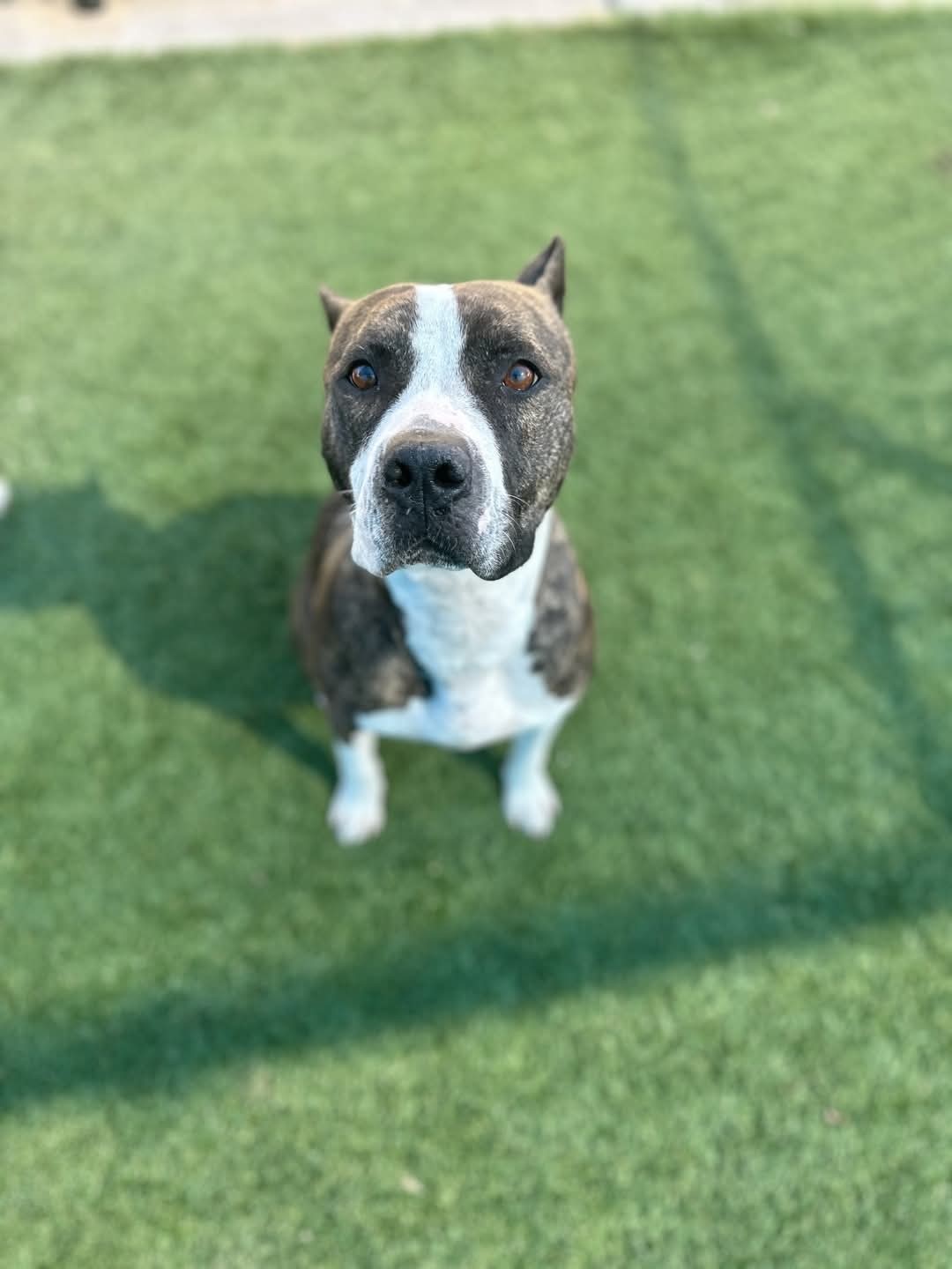 Hazel 2, an adoptable Pit Bull Terrier in Arlee, MT, 59821 | Photo Image 3