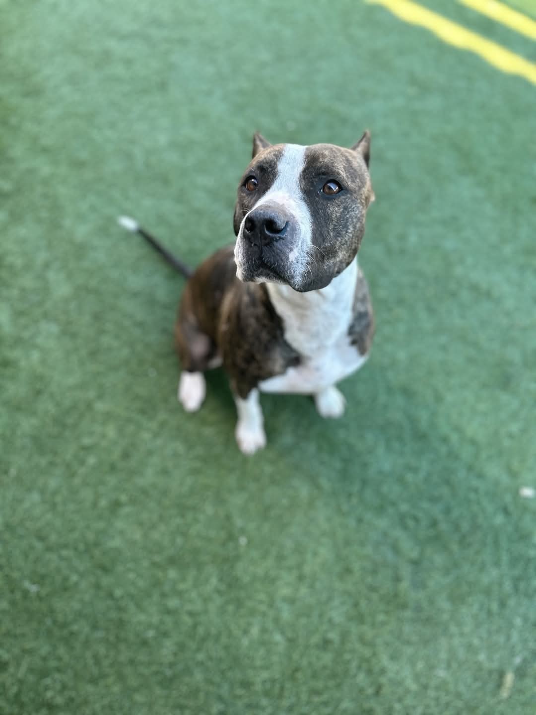 Hazel 2, an adoptable Pit Bull Terrier in Arlee, MT, 59821 | Photo Image 5