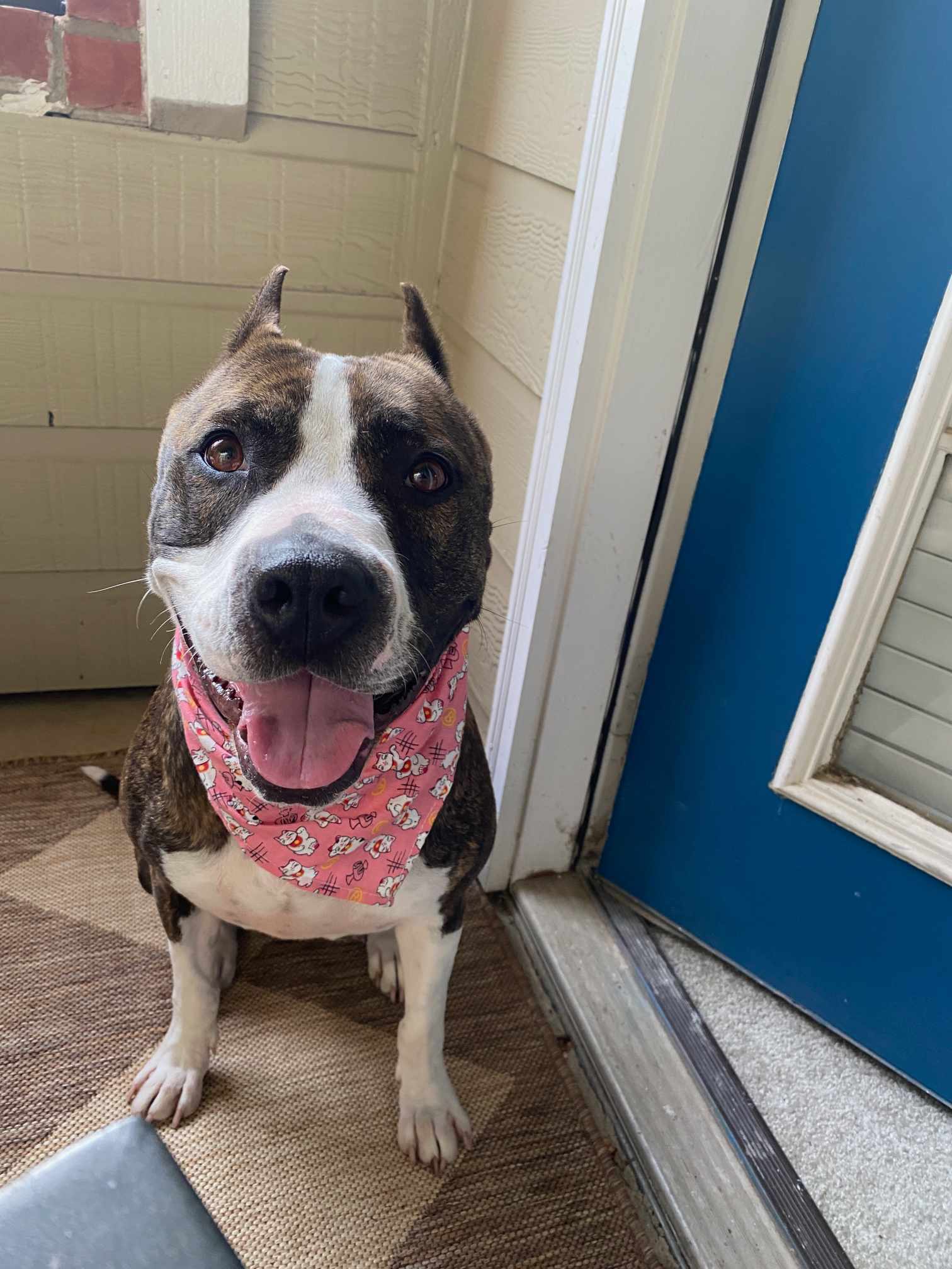 Hazel 2, an adoptable Pit Bull Terrier in Arlee, MT, 59821 | Photo Image 6