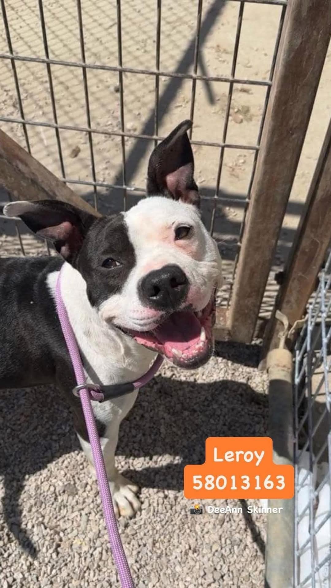 Leroy, an adoptable Pit Bull Terrier, American Staffordshire Terrier in Arlee, MT, 59821 | Photo Image 1