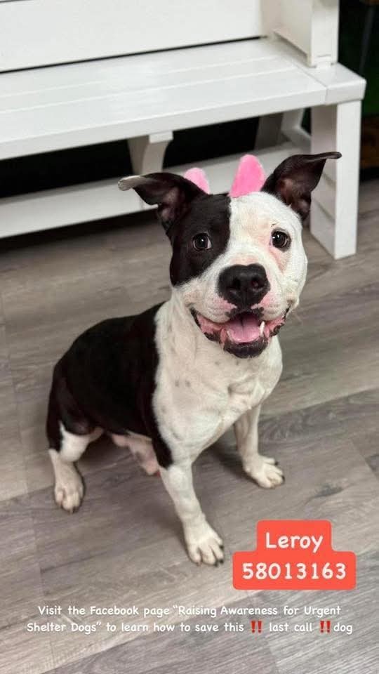Leroy, an adoptable Pit Bull Terrier, American Staffordshire Terrier in Arlee, MT, 59821 | Photo Image 2