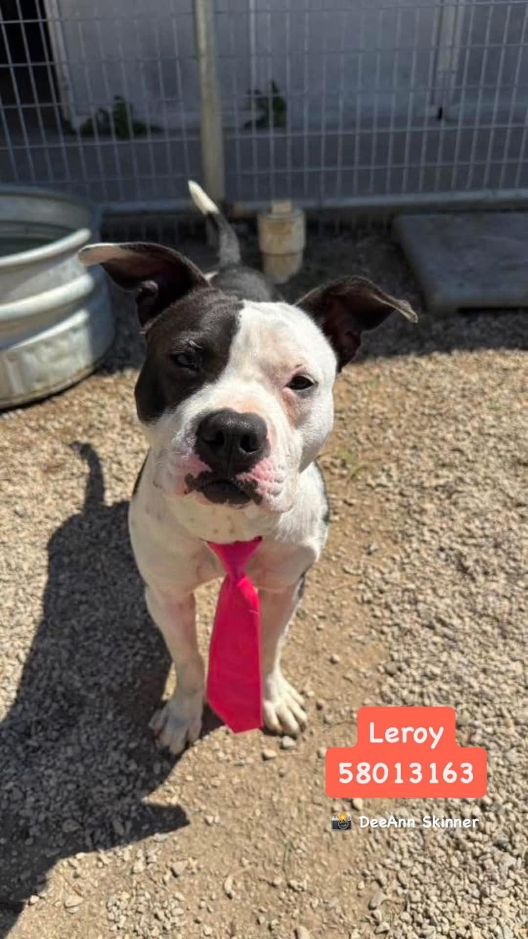 Leroy, an adoptable Pit Bull Terrier, American Staffordshire Terrier in Arlee, MT, 59821 | Photo Image 3