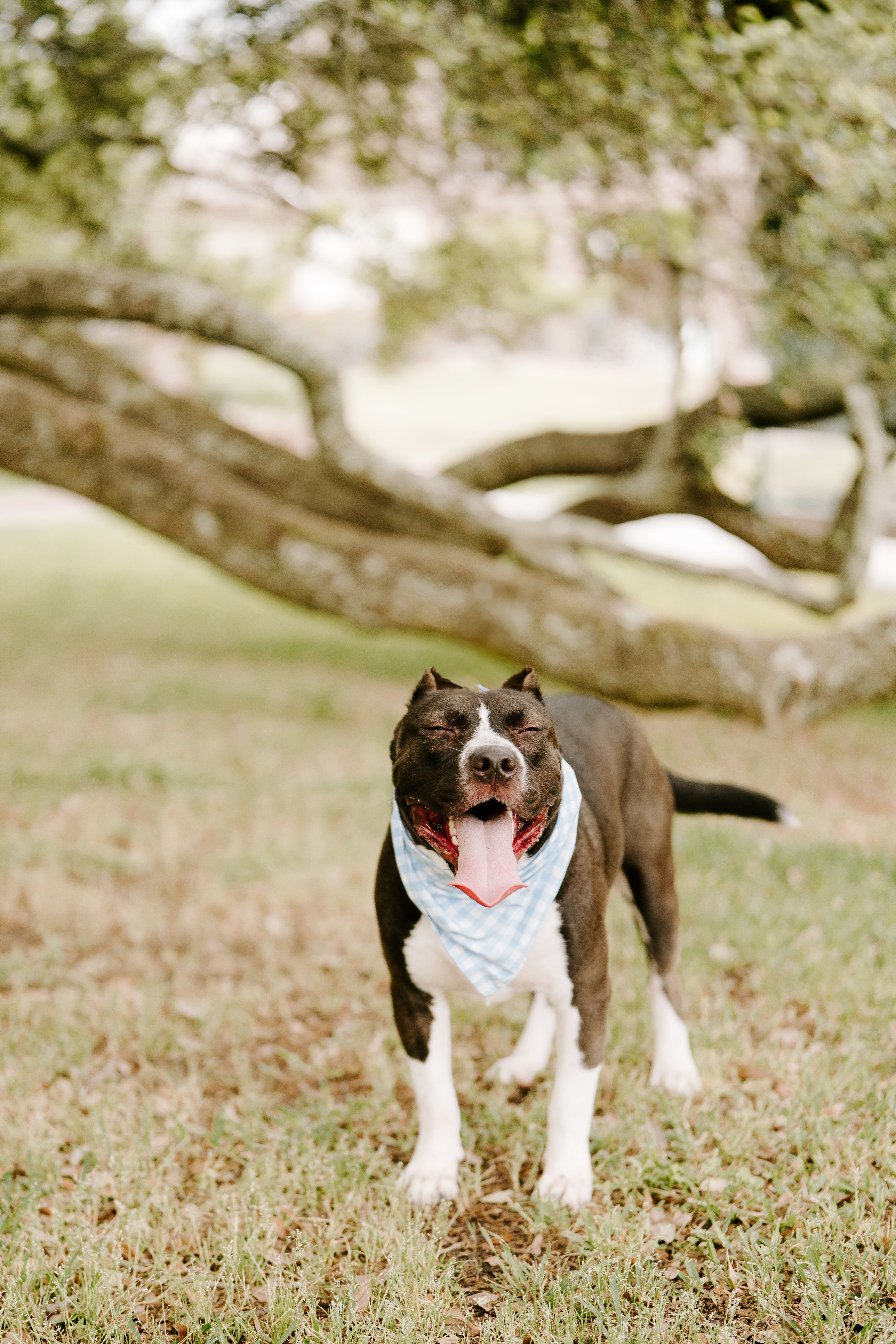 Frankie, an adoptable American Staffordshire Terrier in Arlee, MT, 59821 | Photo Image 1
